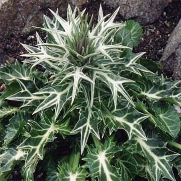 Piikiputke - Eryngium variifolium