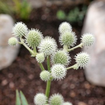 Jukkapiikkiputki - Eryngium yuccifolium