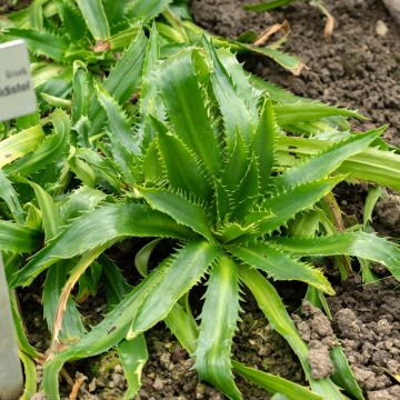 Piikiputke - Eryngium agavifolium