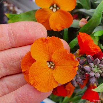 Kultalakka ,457 Orange