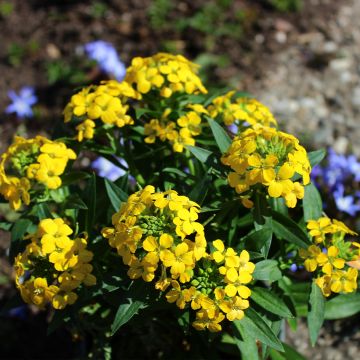 Ukonnaurii - Erysimum alpinum