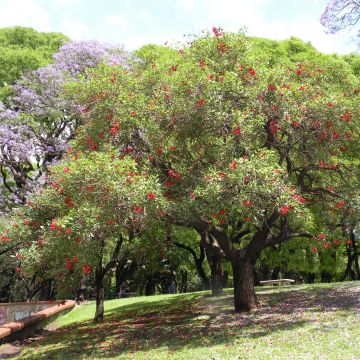 Kukonkorallipuu - Erythrina crista-galli