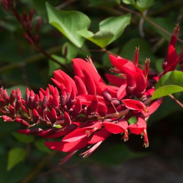 Korallipuu - Erythrina x bidwillii