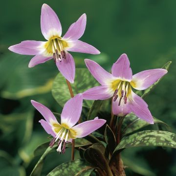 Rusokoiranhammas Lilac Wonder
