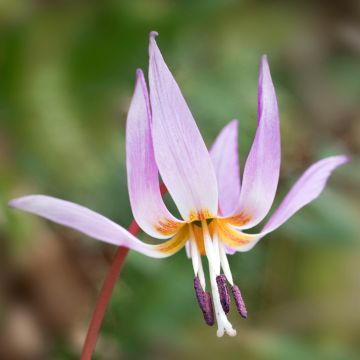 Rusokoiranhammas - Erythronium dens-canis