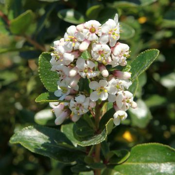 Escallonia Iveyi