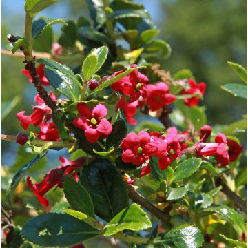 Eskalloniat Coccinea