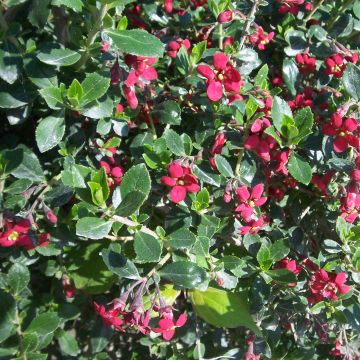 Eskalloniat Red Dream
