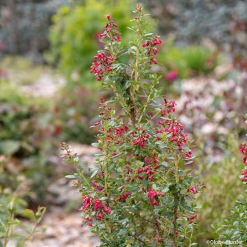 Escallonia rubra Red Tower