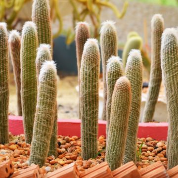 Espostoa churinensis
