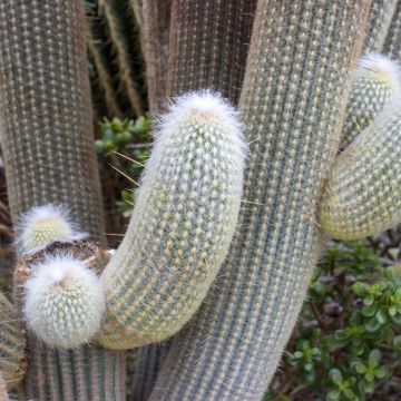 Villakaktus - Espostoa lanata
