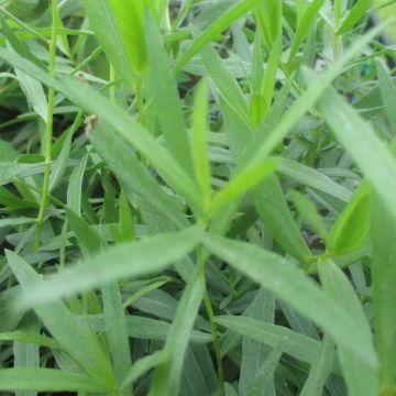 Rakuuna - Artemisia dracunculus