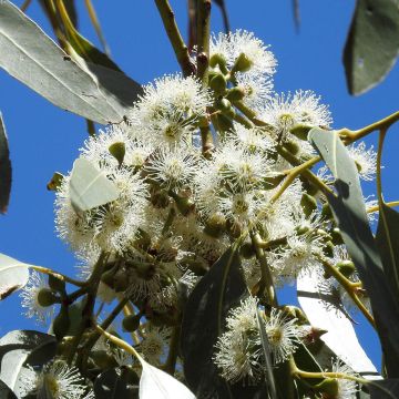 Hopeaeukalyptus - Eucalyptus aggregata