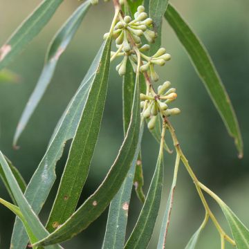 Hopeaeukalyptus - Eucalyptus amygdalina