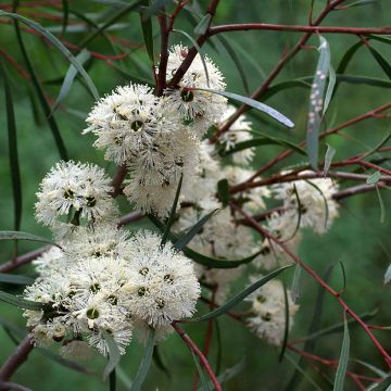 Hopeaeukalyptus - Eucalyptus apiculata