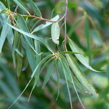 Hopeaeukalyptus - Eucalyptus approximans