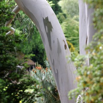 Hopeaeukalyptus - Eucalyptus archeri