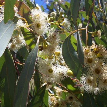Hopeaeukalyptus - Eucalyptus boliviana