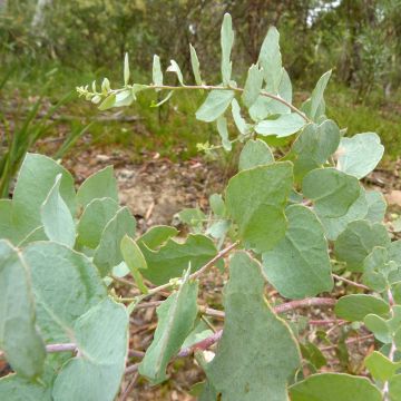 Hopeaeukalyptus - Eucalyptus bridgesiana