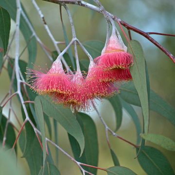 Hopeaeukalyptus - Eucalyptus caesia subsp magna