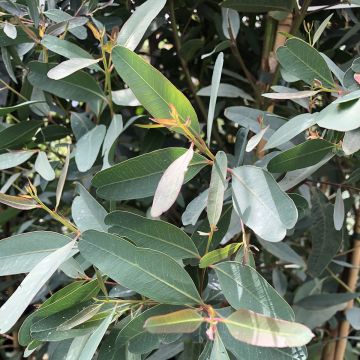 Punaeukalyptus Rostrata