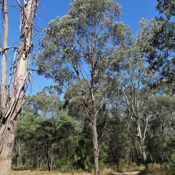 Hopeaeukalyptus - Eucalyptus camphora subsp camphora