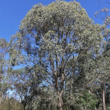 Hopeaeukalyptus - Eucalyptus camphora subsp humeana