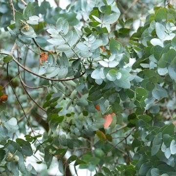 Tuhkaeukalyptus - Eucalyptus cinerea