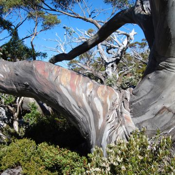 Hopeaeukalyptus Mt Field
