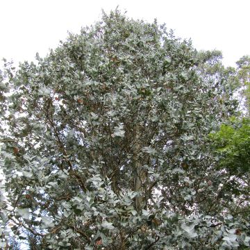 Hopeaeukalyptus - Eucalyptus cordata subsp quadrangulosa