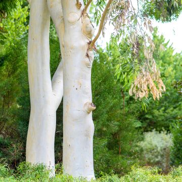 Pikkunuppueukalyptus - Eucalyptus dalrympleana