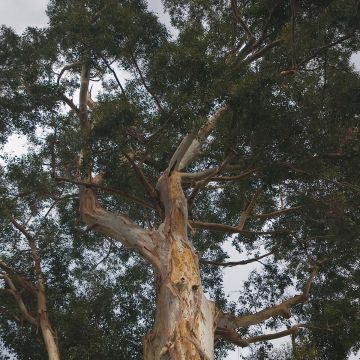 Hopeaeukalyptus - Eucalyptus deanei