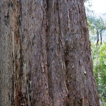 Hopeaeukalyptus - Eucalyptus delegatensis subsp. tasmaniensi