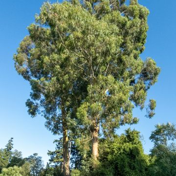 Hopeaeukalyptus - Eucalyptus denticulata