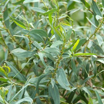 Hopeaeukalyptus - Eucalyptus deuaensis