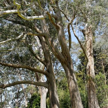 Hopeaeukalyptus - Eucalyptus fastigata