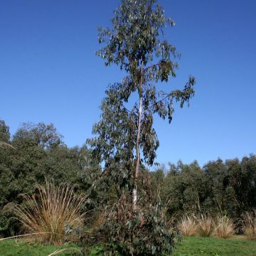 Hopeaeukalyptus Guthega