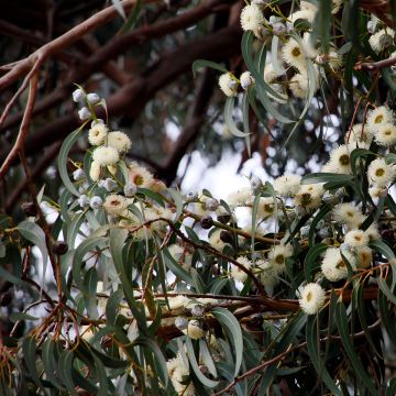 Kuumepuu - Eucalyptus globulus