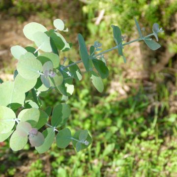 Hopeaeukalyptus Dwarf form