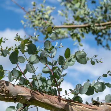 Hopeaeukalyptus - Eucalyptus gunnii subsp divaricata