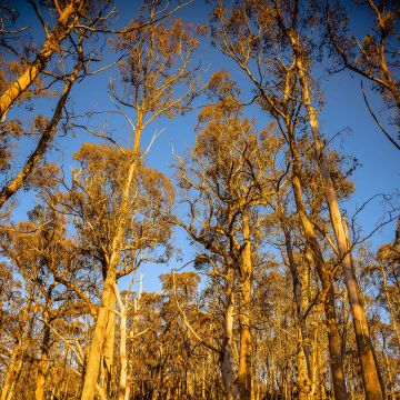 Hopeaeukalyptus - Eucalyptus johnstonii