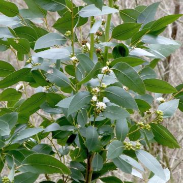 Hopeaeukalyptus - Eucalyptus kitsoniana