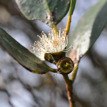 Hopeaeukalyptus - Eucalyptus kybeanensis