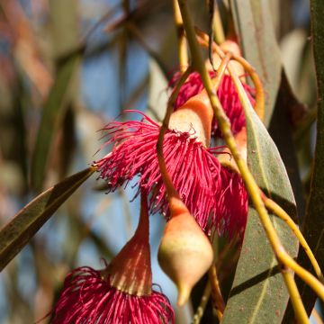 Siroeukalyptus Rosea