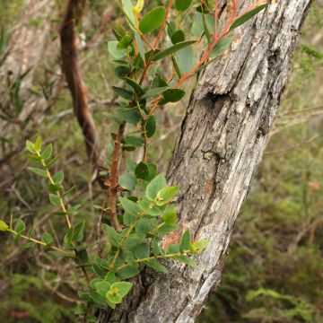 Hopeaeukalyptus - Eucalyptus ligustrina