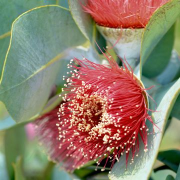 Pulskaeukalyptus - Eucalyptus macrocarpa
