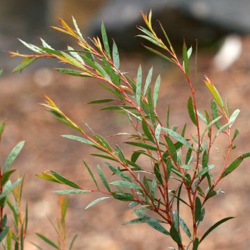 Hopeaeukalyptus - Eucalyptus moorei subsp. moorei