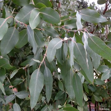 Hopeaeukalyptus - Eucalyptus neglecta