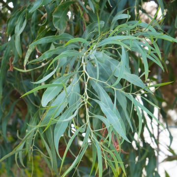 Hopeaeukalyptus - Eucalyptus nicholii