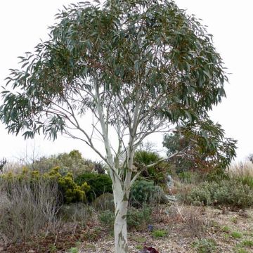 Hopeaeukalyptus - Eucalyptus pauciflora subsp. niphophila